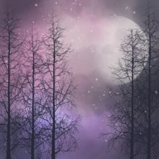 Twilight Forest Sky