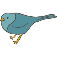bird