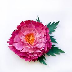 Peony