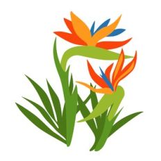 Bird of Paradise Flowers