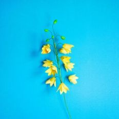 Spanish Daggers Flower