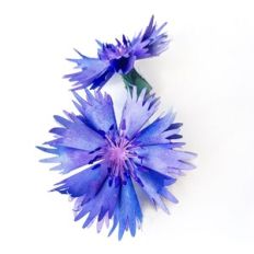 Knapweed