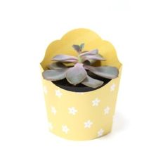 Medium Vase Wrap - Waved