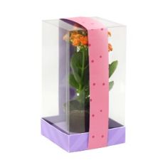 Medium Clear Box - tall