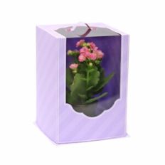 Medium Clear Box with Handle - tall