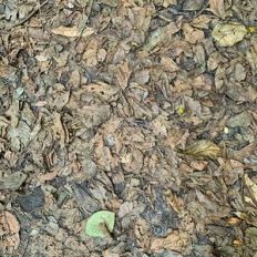 leaves pattern