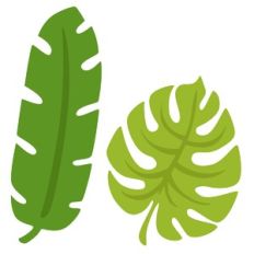 Tropical Leaves