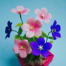 Balloon Flower