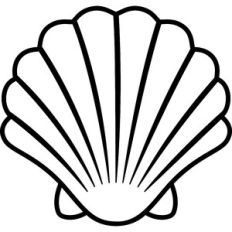 Seashell