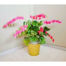 Dicentra Spectabilis (Bleeding Heart Flower)