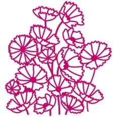 Cosmos Flowers