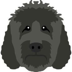 goldendoodle