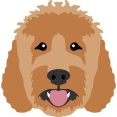 goldendoodle