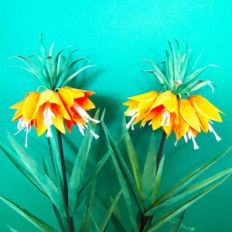 Fritillaria Imperialis