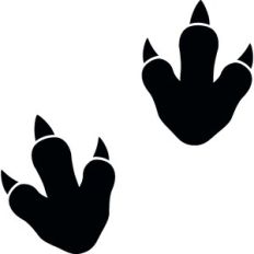 Dinosaur Footprints