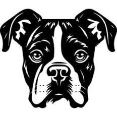 Boxer Dog