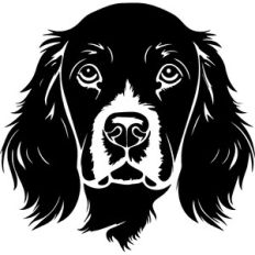 Springer Spaniel Dog