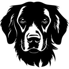 Labrador retriever Dog