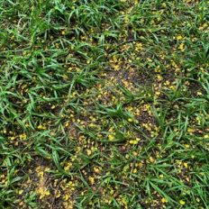 grass pattern