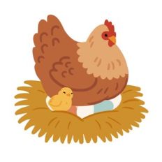 Chicken Laying Eggs