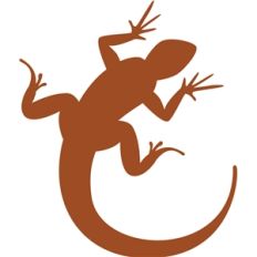 southwest lizard