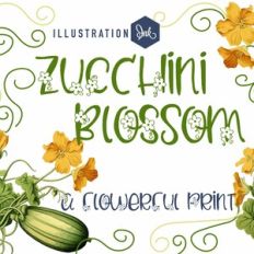 ZP Zucchini Blossom