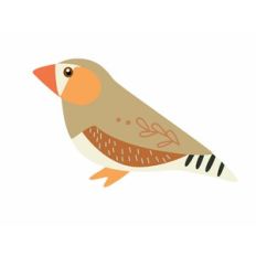 Zebra Finch