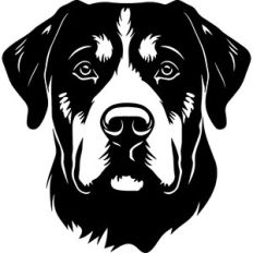 Rottweiler Dog