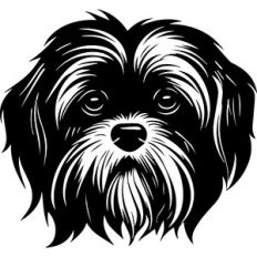 Shih Tzu Dog