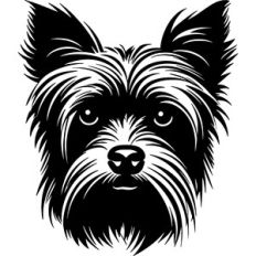 Yorkie Dog
