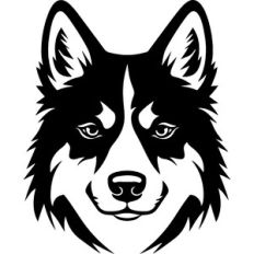 Husky Dog