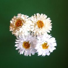 Crazy Daisy