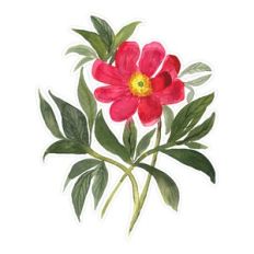 Red Watercolor Peony Flower Print and Cut