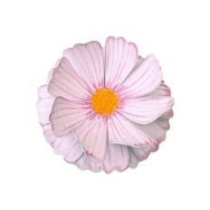PINK WATERCOLOR FLOWER 01