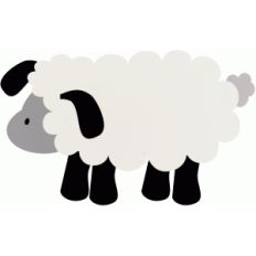 sheep / lamb on the farm