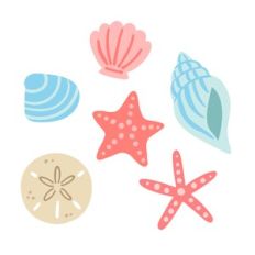 Seashells
