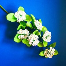 Bridal Wreath Spirea