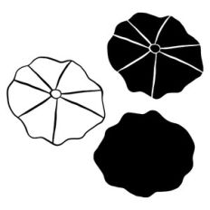 Sand Dollar Beach Seashell