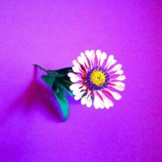 African Spider Daisy
