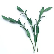 BRANCH OF LEAVES