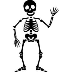 Skeleton