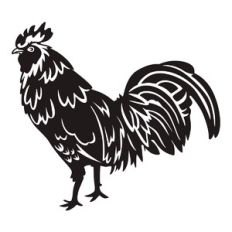 Rooster