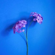 Silvia Bloom