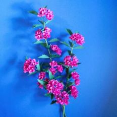 Silvia Branch