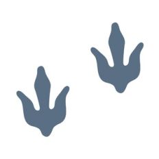 Dino Prints