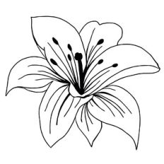 Lily