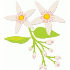 orange blossoms