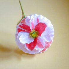 Shirley Poppy - Happiness