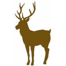 Reindeer