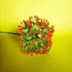 Lanre Flower